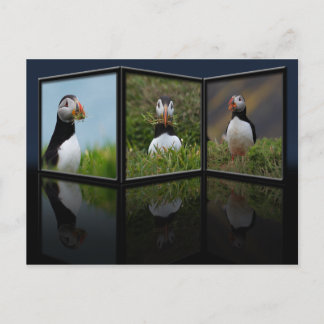 Nest Building Puffin Postcard
