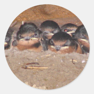 Nest full of baby barn swollows classic round sticker