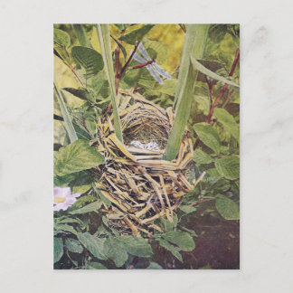 Nest of Red-Winged Blackbird Postcard