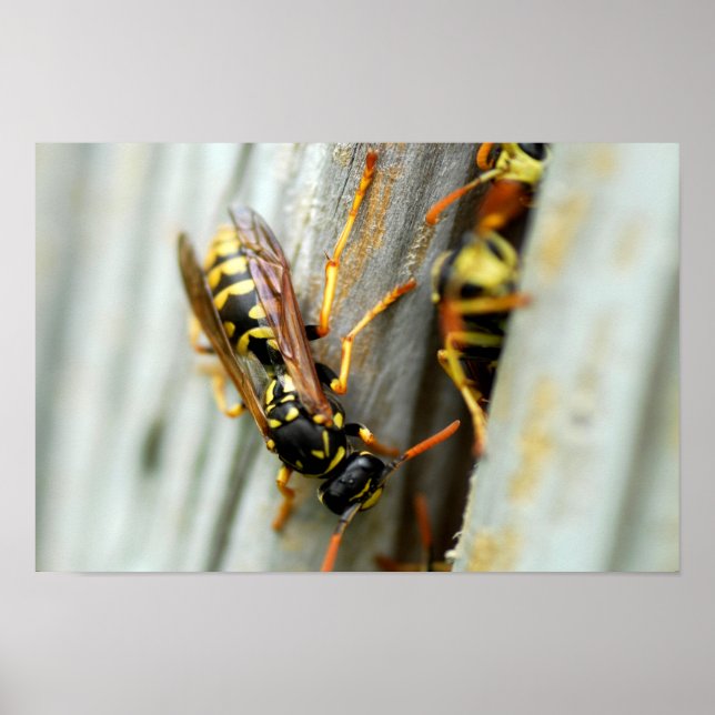 Nest of wasps poster (Front)