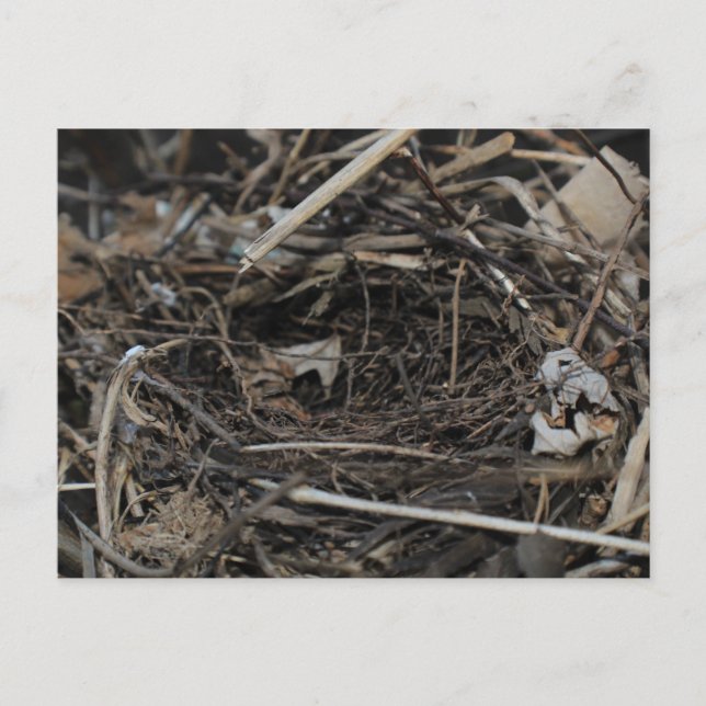 Nest Postcard (Front)