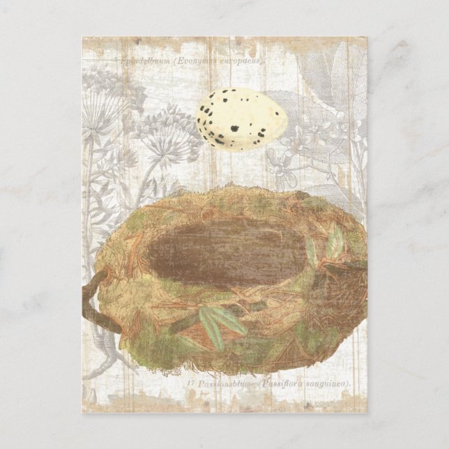 Nest with Speckled Egg Postcard (Front)