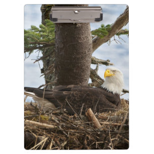 Nesting Bald Eagle Clipboard