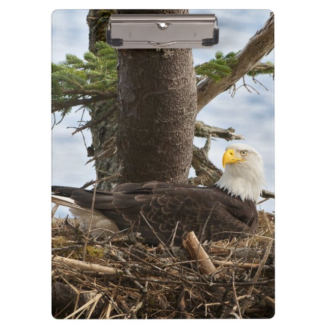 Nesting Bald Eagle Clipboard (Front)