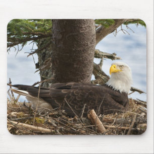 Nesting Bald Eagle Mouse Mat