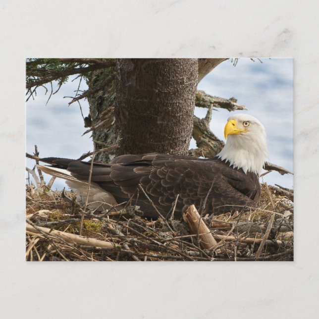 Nesting Bald Eagle Postcard (Front)