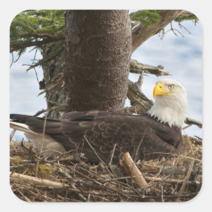 Nesting Bald Eagle Square Sticker