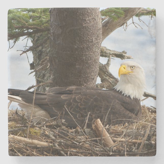 Nesting Bald Eagle Stone Coaster (Front)