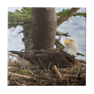 Nesting Bald Eagle Tile