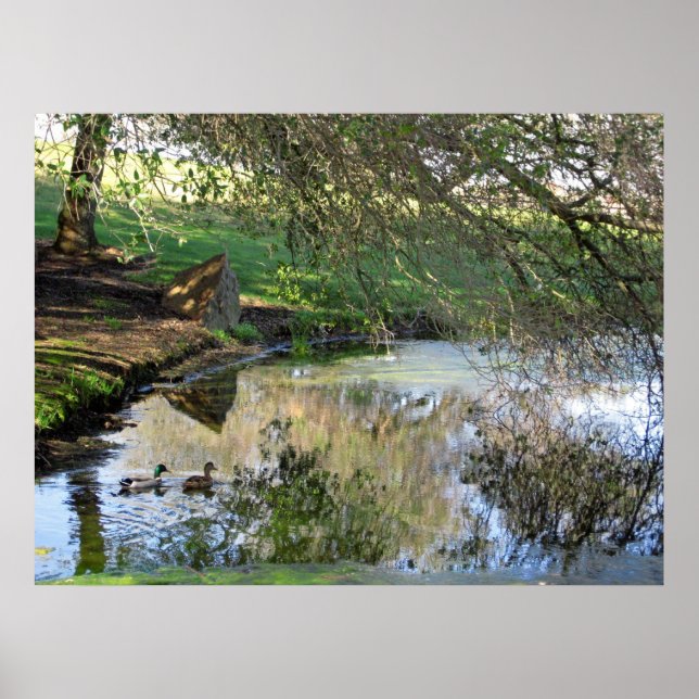 "Nesting Ducks" Poster (Front)