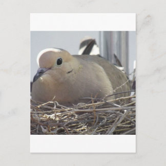 Nesting Mourning Dove Postcard