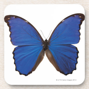 Nestira Marpho butterfly Coaster