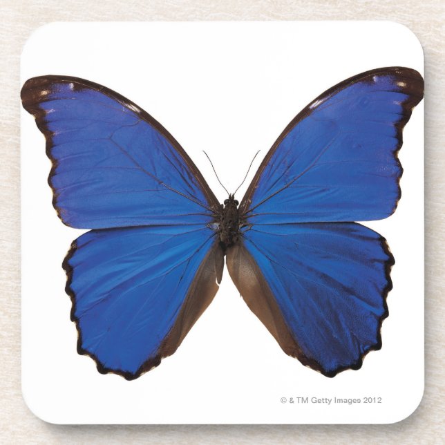 Nestira Marpho butterfly Coaster (Front)