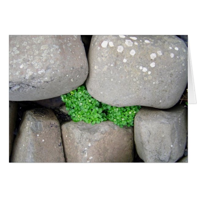 Nestle (Front Horizontal)