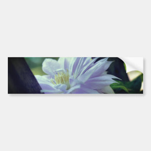 Nestled Clematis Flower Bumper Sticker