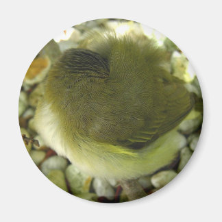 Nestling Bird Magnet