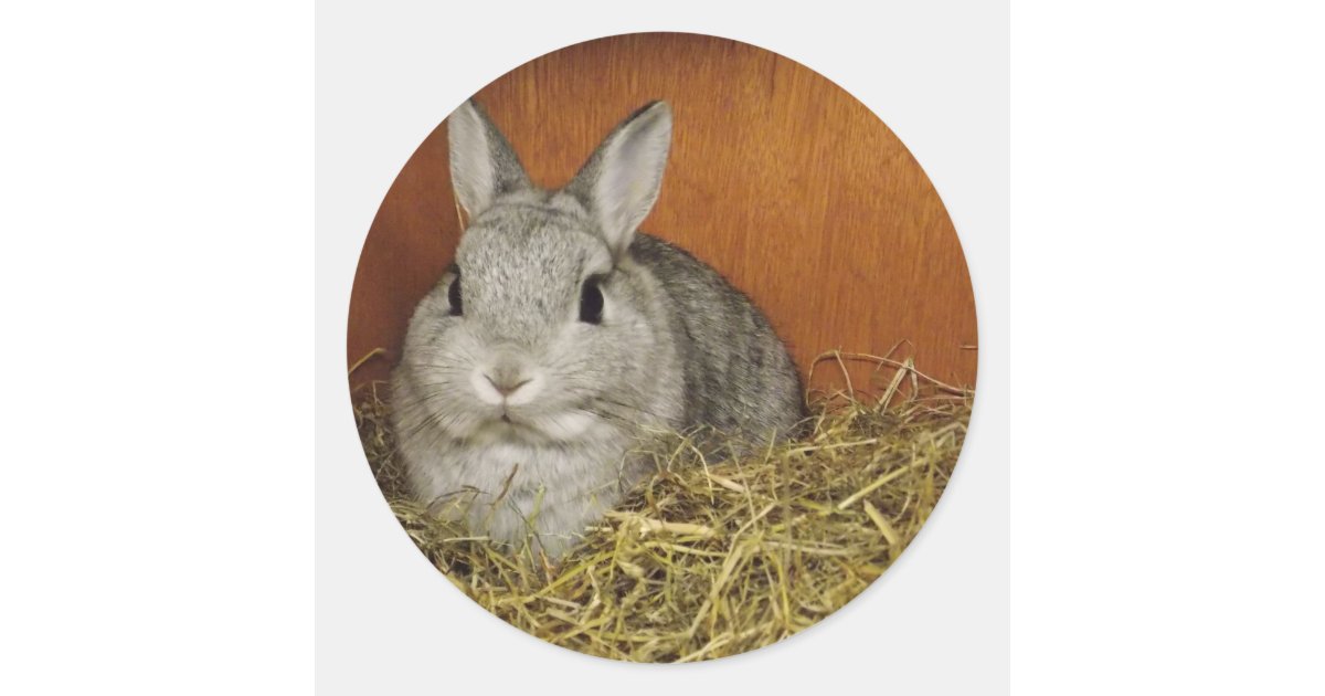 Netherland Dwarf Rabbit Classic Round Sticker | Zazzle