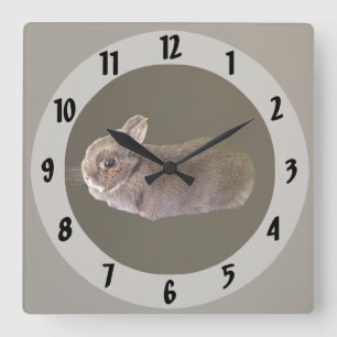 Netherland Dwarf Rabbit Square Wall Clock