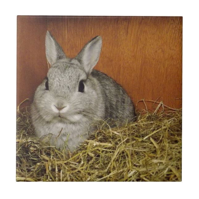 Netherland Dwarf Rabbit Tile (Front)