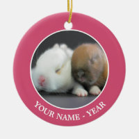 Netherland Dwarf Rabbits