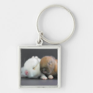 Netherland Dwarf Rabbits Key Ring