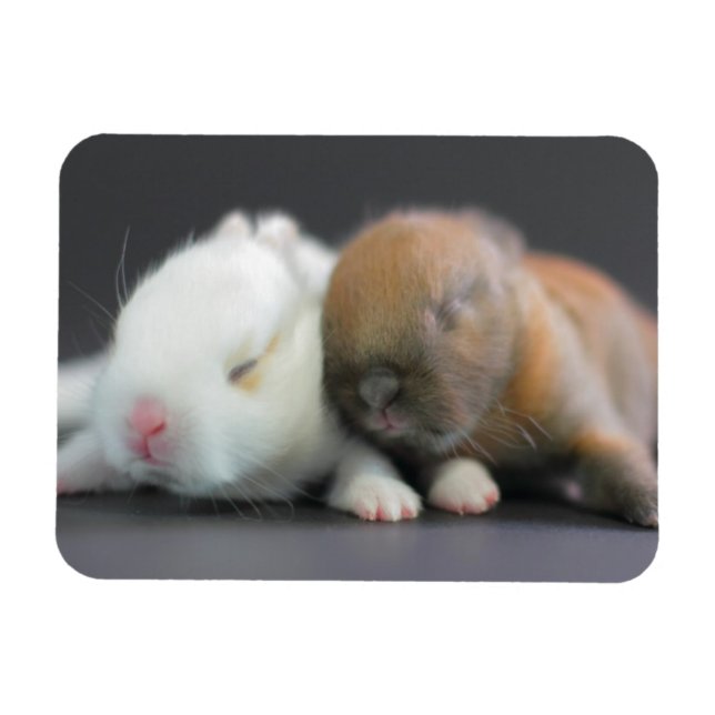 Netherland Dwarf Rabbits Magnet (Horizontal)