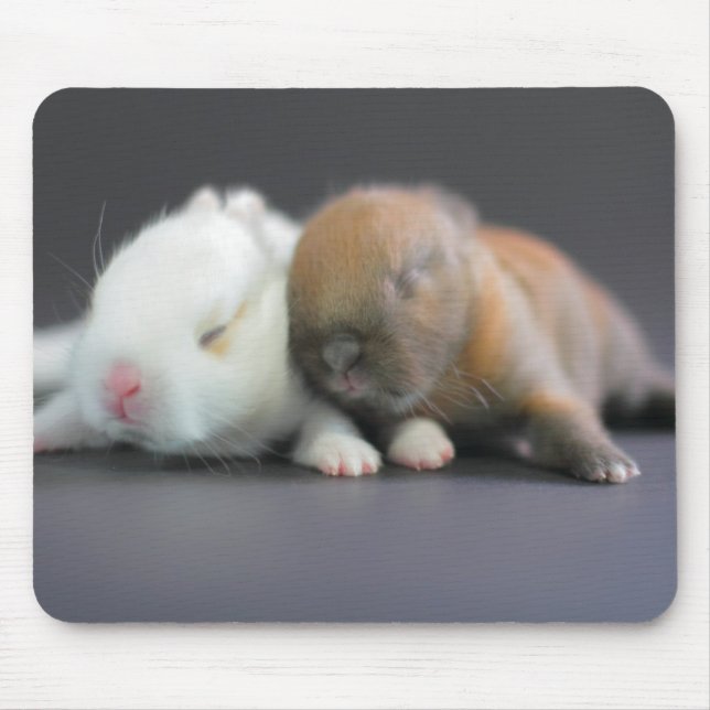 Netherland Dwarf Rabbits Mouse Mat (Front)
