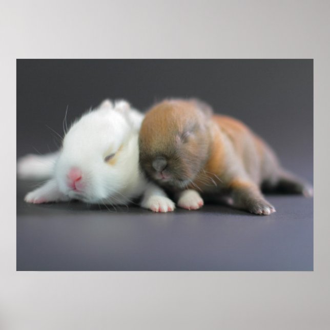 Netherland Dwarf Rabbits Poster (Front)