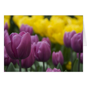 Netherlands aka Holland), Lisse. Keukenhof 10