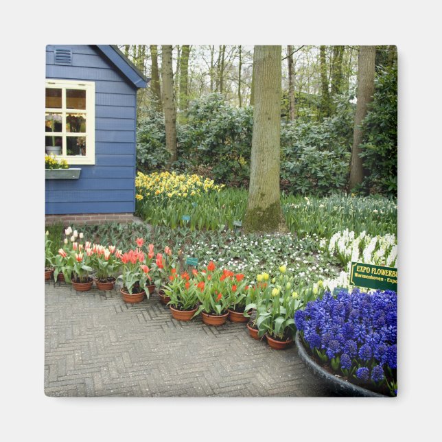 Netherlands aka Holland), Lisse. Keukenhof 11 Magnet (Front)