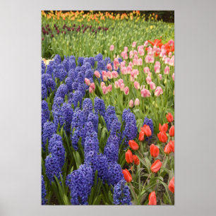 Netherlands aka Holland), Lisse. Keukenhof 2 Poster
