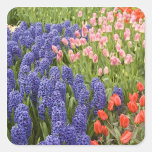 Netherlands aka Holland), Lisse. Keukenhof 2 Square Sticker