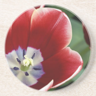 Netherlands (aka Holland), Lisse. Keukenhof 3 Coaster