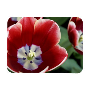 Netherlands (aka Holland), Lisse. Keukenhof 3 Magnet