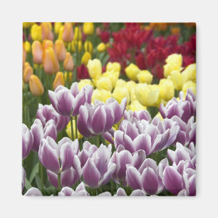 Netherlands aka Holland), Lisse. Keukenhof 3 Magnet