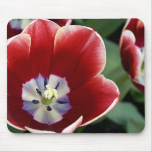 Netherlands (aka Holland), Lisse. Keukenhof 3 Mouse Mat