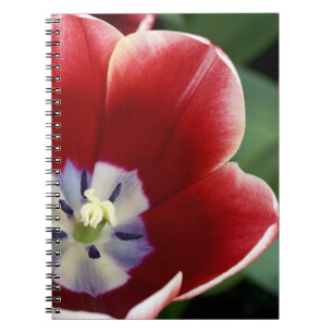 Netherlands (aka Holland), Lisse. Keukenhof 3 Notebook