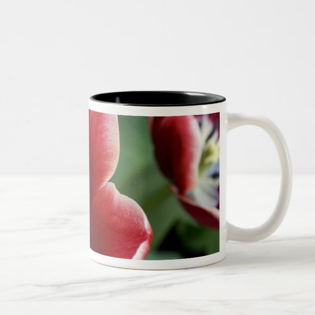 Netherlands (aka Holland), Lisse. Keukenhof 3 Two-Tone Coffee Mug (Right)