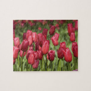 Netherlands (aka Holland), Lisse. Keukenhof 4 Jigsaw Puzzle