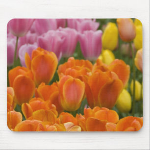 Netherlands aka Holland), Lisse. Keukenhof 4 Mouse Mat
