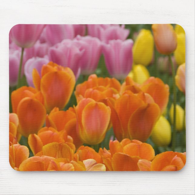 Netherlands aka Holland), Lisse. Keukenhof 4 Mouse Mat (Front)