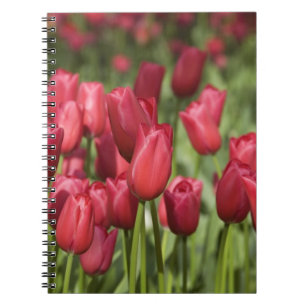Netherlands (aka Holland), Lisse. Keukenhof 4 Notebook