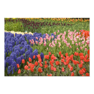 Netherlands aka Holland), Lisse. Keukenhof 4 Photo Print