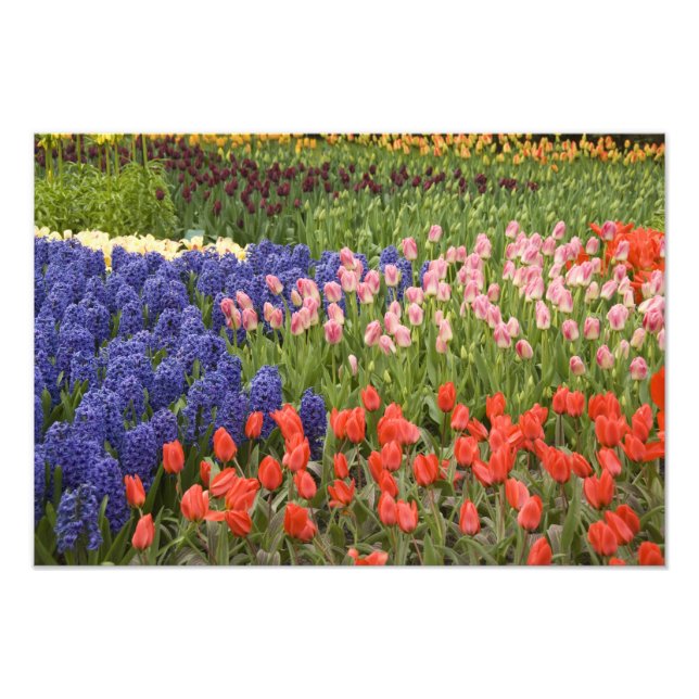 Netherlands aka Holland), Lisse. Keukenhof 4 Photo Print (Front)