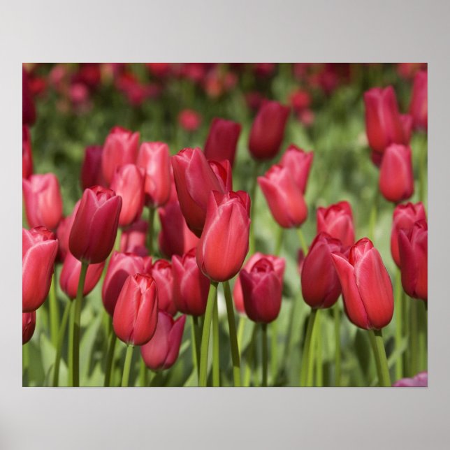 Netherlands (aka Holland), Lisse. Keukenhof 4 Poster (Front)