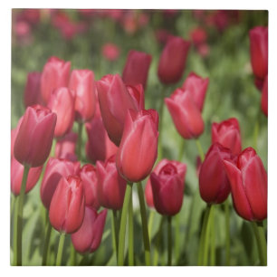Netherlands (aka Holland), Lisse. Keukenhof 4 Tile