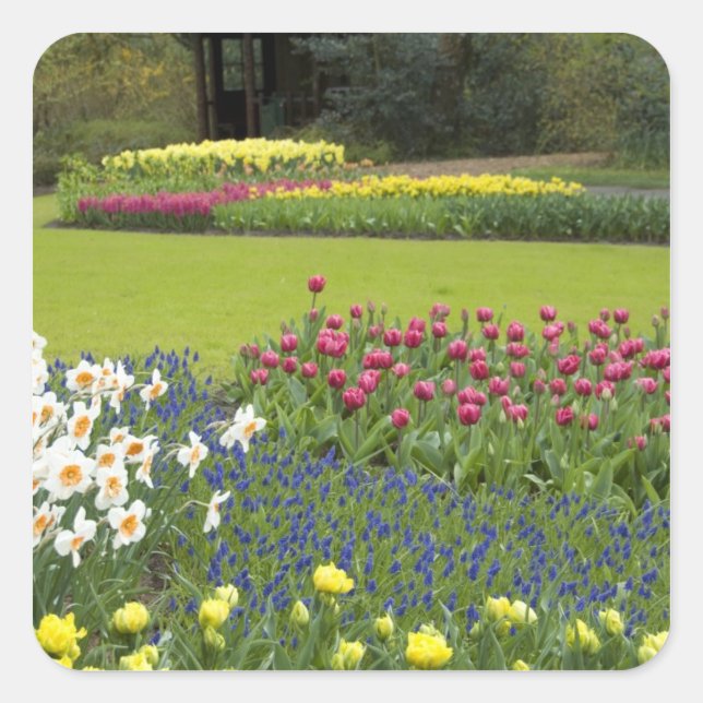 Netherlands aka Holland), Lisse. Keukenhof 5 Square Sticker (Front)