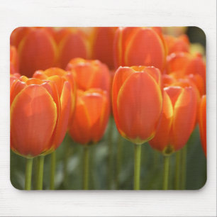Netherlands aka Holland), Lisse. Keukenhof 7 Mouse Mat