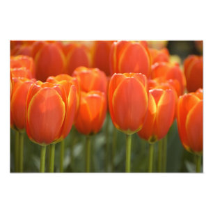 Netherlands aka Holland), Lisse. Keukenhof 7 Photo Print