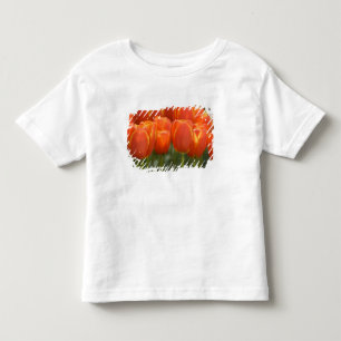 Netherlands aka Holland), Lisse. Keukenhof 7 Toddler T-Shirt